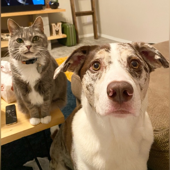 ⭐️LIVE SHOW LISTING⭐️ - Picture 9 of 10